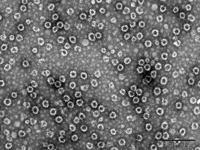 Fig. 2 NoV GI.1 VLP (DAG-WT2451)