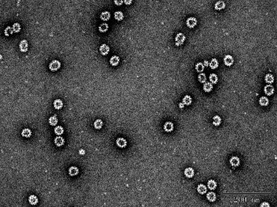 Fig. 3 NoV GII.2 VLP (DAG-WT2452)