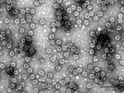 Fig. 4 NoV GII.3 VLP (DAG-WT2452)