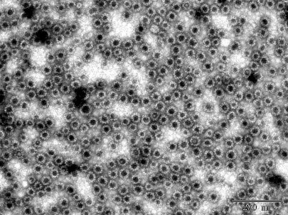 Fig. 7 NoV GII.13 VLP (DAG-WT2456)