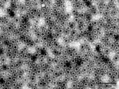 Fig. 8 NoV GII.17 VLP (DAG-WT2457)