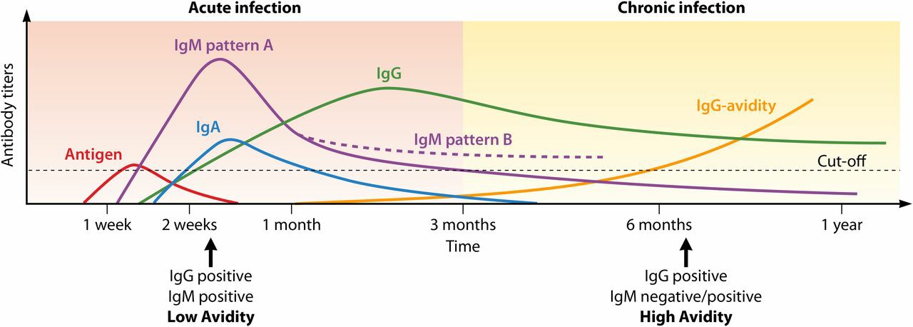Persistent Infection of Toxoplasma gondii - Creative Diagnostics