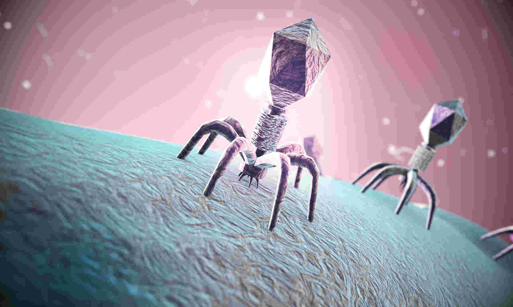 3d render Bacteriophage viruses infecting bacterial cell