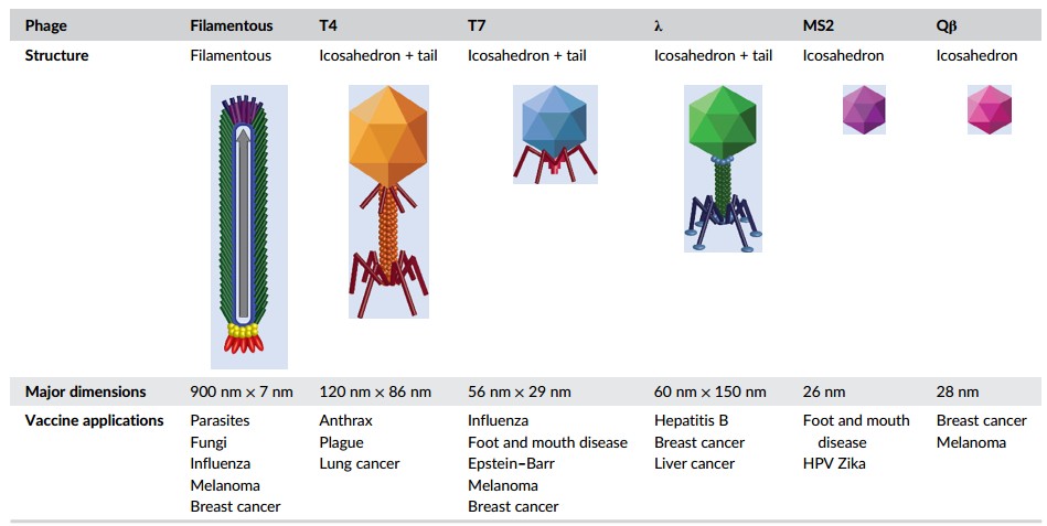 Various phages used as vaccine platforms