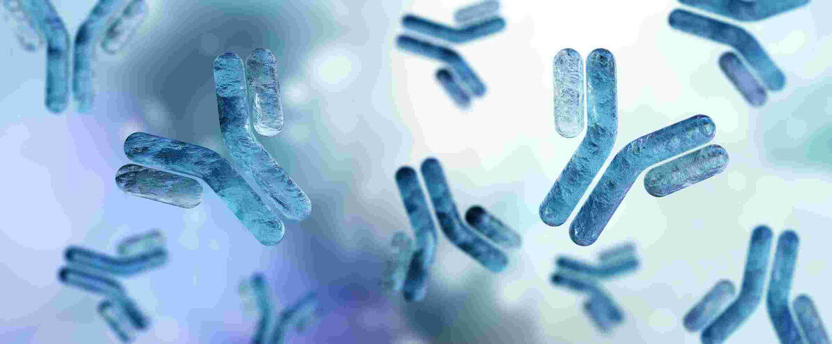 Antibodies diagram