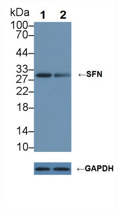 Anti-SFN Polyclonal Antibody