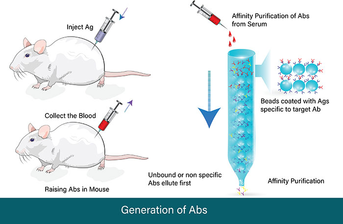 Polyclonal antibody production