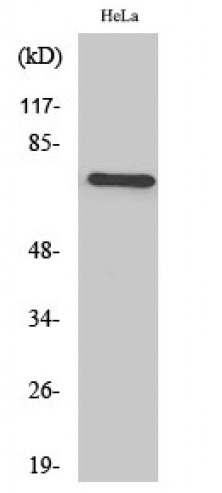 Anti-Human BRF1 Polyclonal Antibody