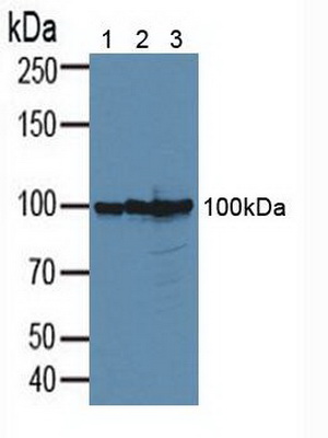 Anti-CD276 Polyclonal Antibody