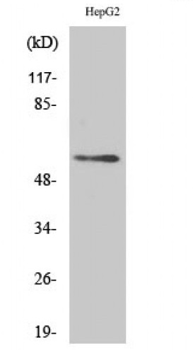 Anti-Human DOK3 Polyclonal Antibody