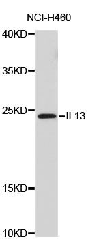 Rabbit Anti-IL13 Polyclonal Antibody