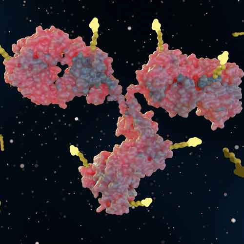 Primary Antibodies Creative Diagnostics