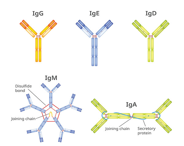 Types of antibodies and immunoglobulin