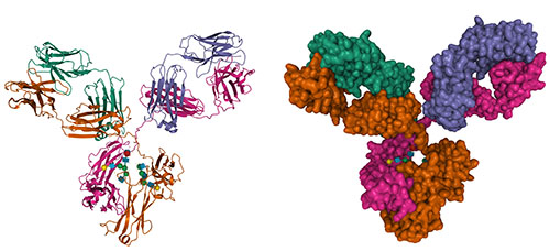 Unconjugated Secondary Antibodies