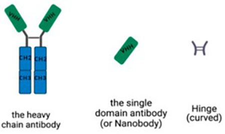 Immunofluorescence Guide