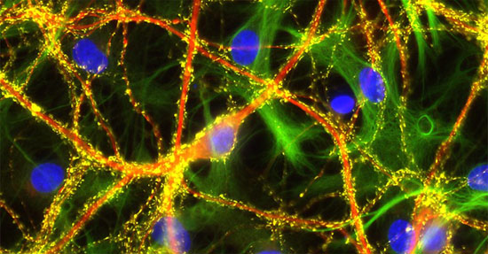 HiResNb™ Anti-Mouse IgG1 VHH antibody [Atto 488]