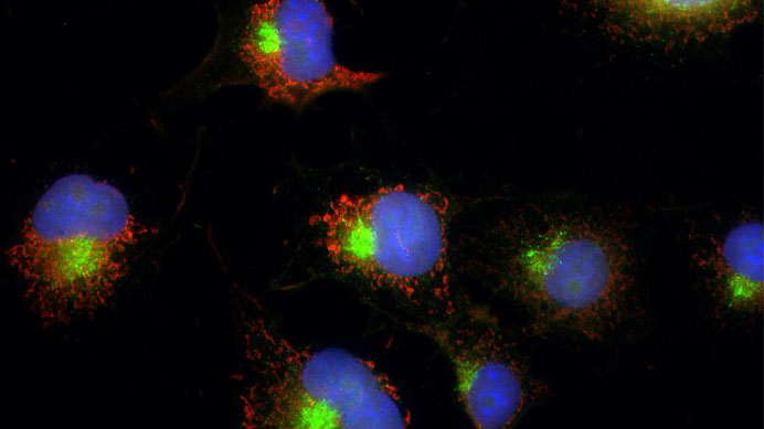 HiResNb™ Anti-Rabbit IgG VHH antibody [Atto 488]
