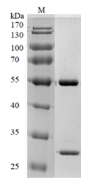 Anti-IgE monoclonal antibody