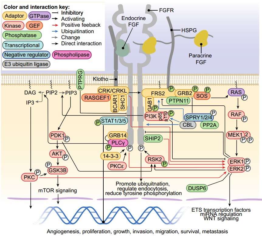 Structure, Function, and Dysregulation of FGF3 in Human Biology ...