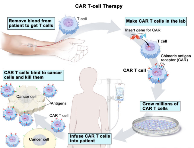 Cell Therapy - Creative Diagnostics