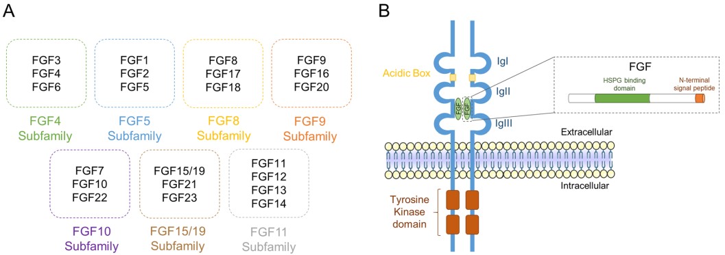 The Multifaceted Biology of Fibroblast Growth Factor 1 - Creative ...