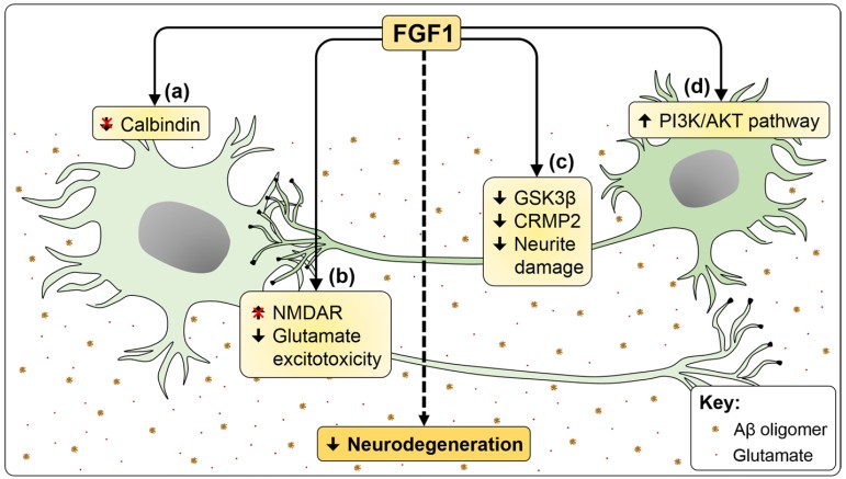 The Multifaceted Biology of Fibroblast Growth Factor 1 - Creative ...