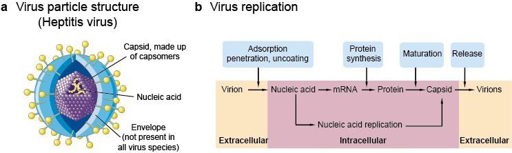Viral structure (a) and replication (b)