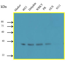 Anti-Rice HPT monoclonal antibody