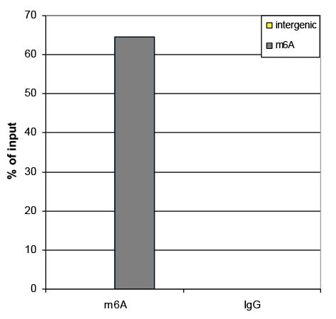 Anti-M6A monoclonal antibody