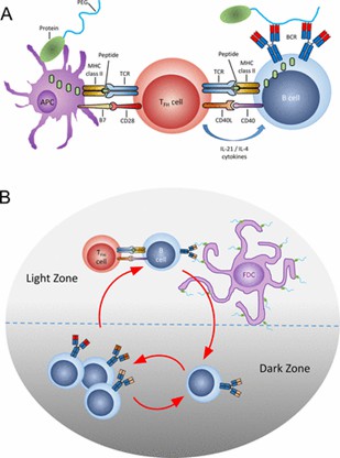 Thymus-dependent immune response to PEG. (Sources: Chen BM, et al. 2021)
