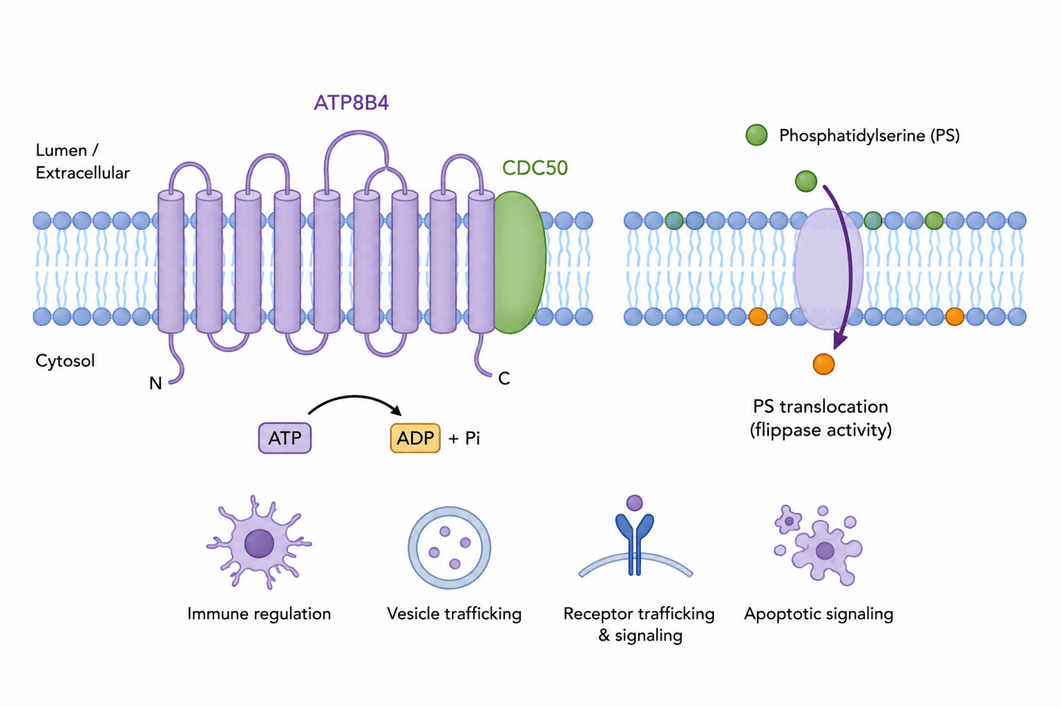 Mechanistic insights into ATP8B4-mediated membrane regulation