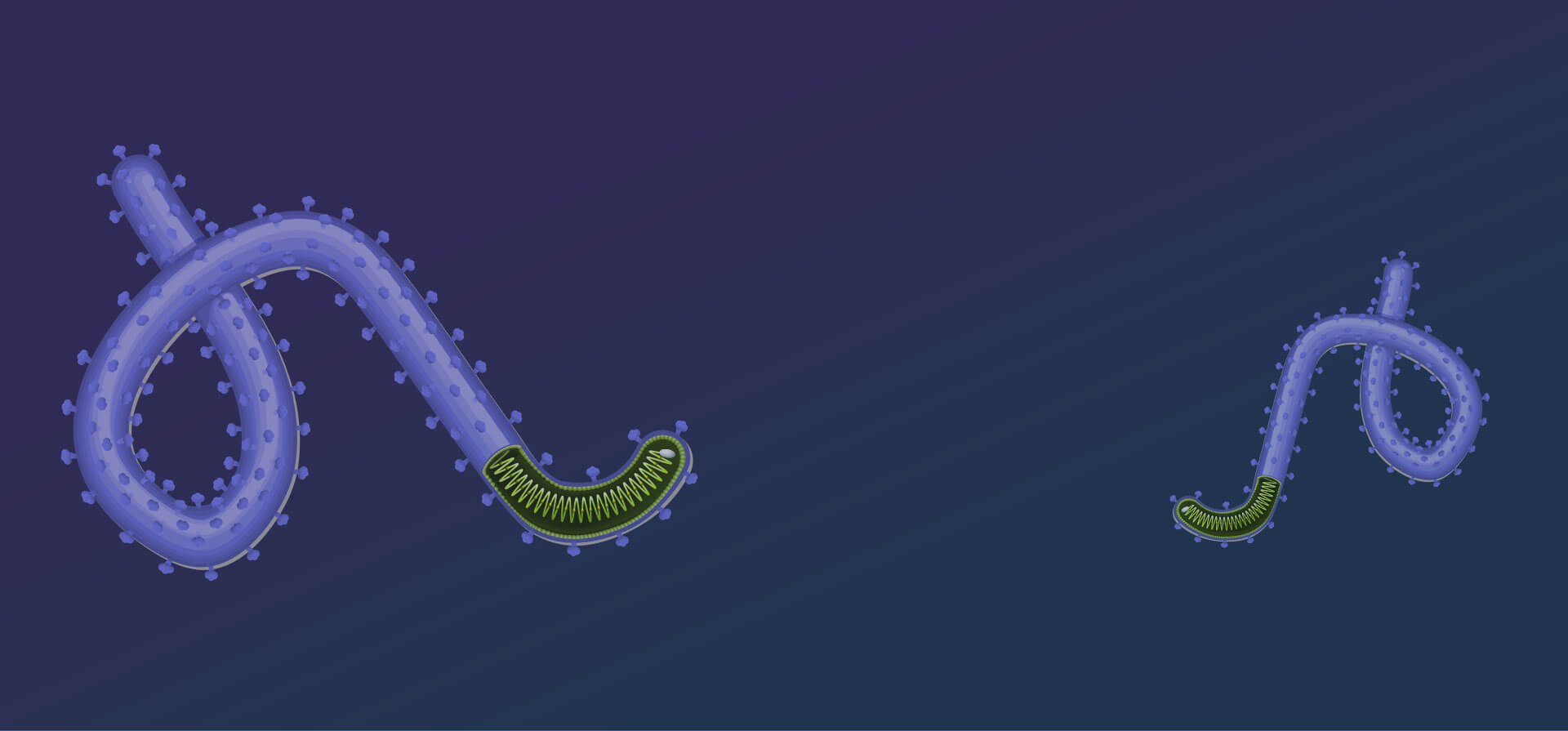 AAV for Gene Therapy - anti-AAV antibodies detection in AAV gene therapy