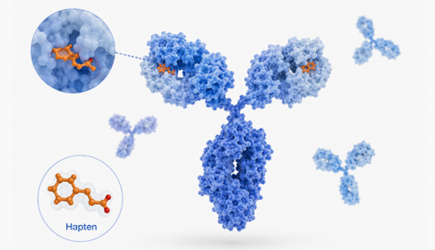 Small Molecule Antibodies